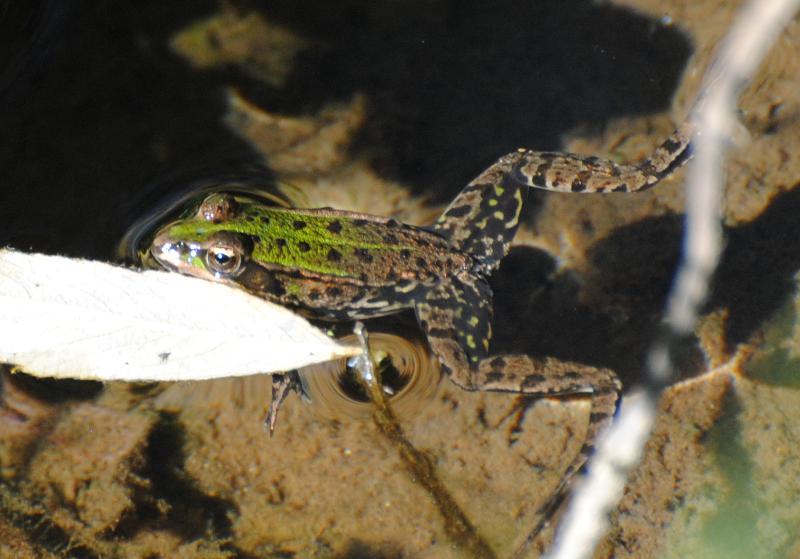 Pelophylax sp. (Roma)
